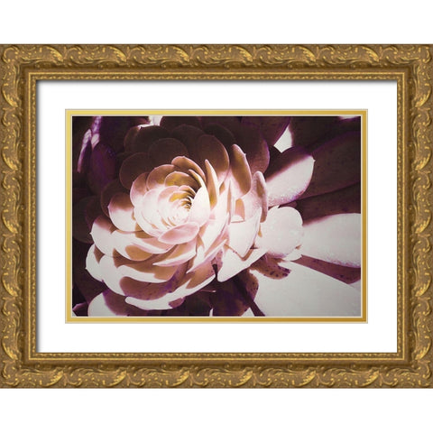 Beautiful Blushing Succulent Gold Ornate Wood Framed Art Print with Double Matting by Mansfield, Kathy