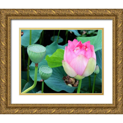 Purple Lotus I Gold Ornate Wood Framed Art Print with Double Matting by Rodriguez, Jairo
