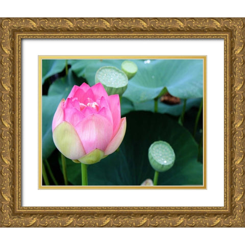 Purple Lotus II Gold Ornate Wood Framed Art Print with Double Matting by Rodriguez, Jairo