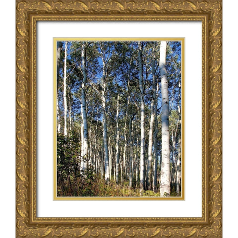 Aspen Grove II Gold Ornate Wood Framed Art Print with Double Matting by Mansfield, Kathy