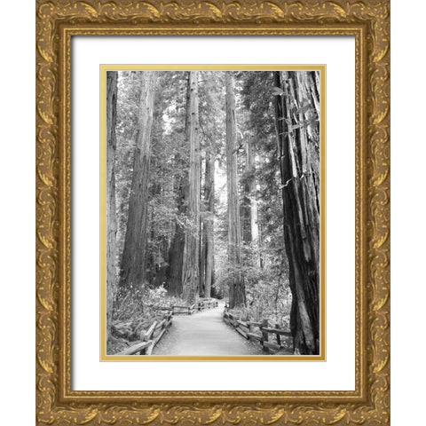Tree Path I Gold Ornate Wood Framed Art Print with Double Matting by Mansfield, Kathy
