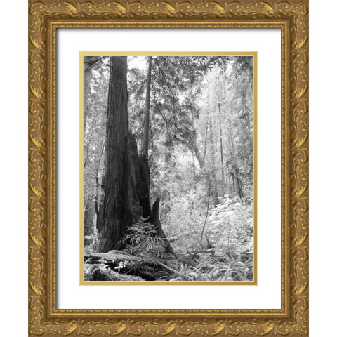 Tree Path II Gold Ornate Wood Framed Art Print with Double Matting by Mansfield, Kathy