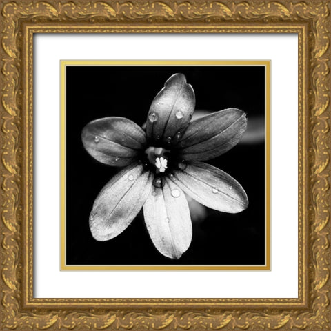 Black and White Bloom I Gold Ornate Wood Framed Art Print with Double Matting by Mansfield, Kathy