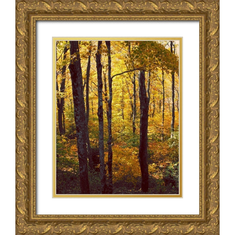 Sanctuary Woods I Gold Ornate Wood Framed Art Print with Double Matting by Mansfield, Kathy