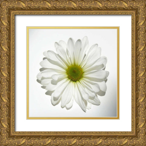 White Daisy Gold Ornate Wood Framed Art Print with Double Matting by Peck, Gail