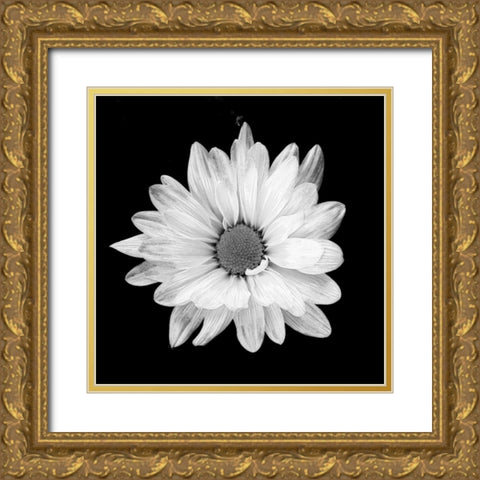 White Daisy Gold Ornate Wood Framed Art Print with Double Matting by Peck, Gail