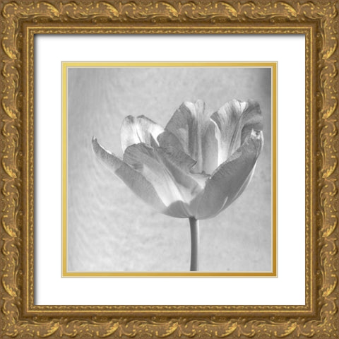 B-W Tulip Gold Ornate Wood Framed Art Print with Double Matting by Peck, Gail