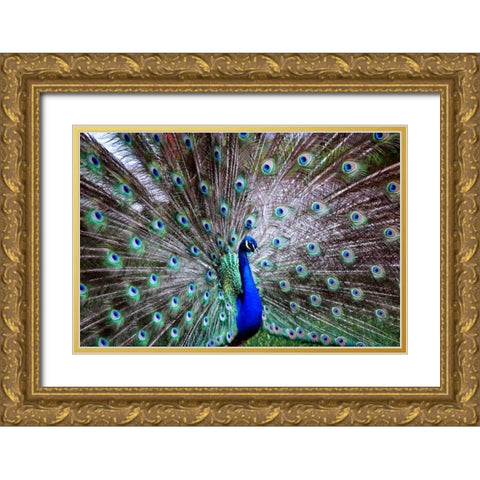 Wild Beauty II Gold Ornate Wood Framed Art Print with Double Matting by Peck, Gail