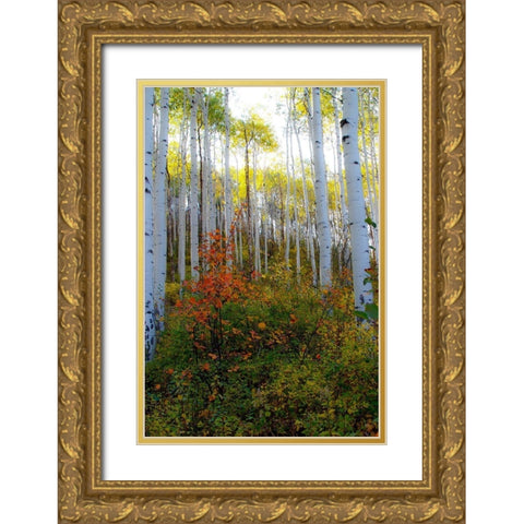 Aspen in the Day Gold Ornate Wood Framed Art Print with Double Matting by Mansfield, Kathy