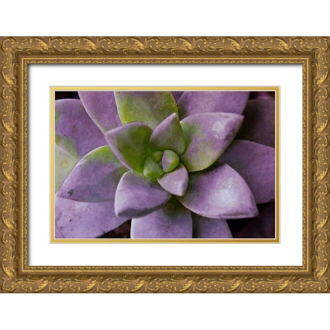 Purple Succulent I Gold Ornate Wood Framed Art Print with Double Matting by Bryant, Susan