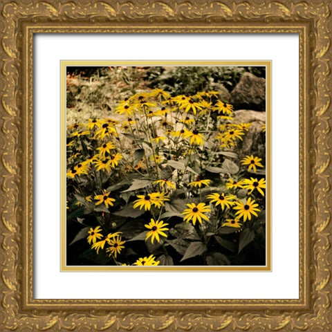 Yellow Daisies Gold Ornate Wood Framed Art Print with Double Matting by Nawrocke, Bruce