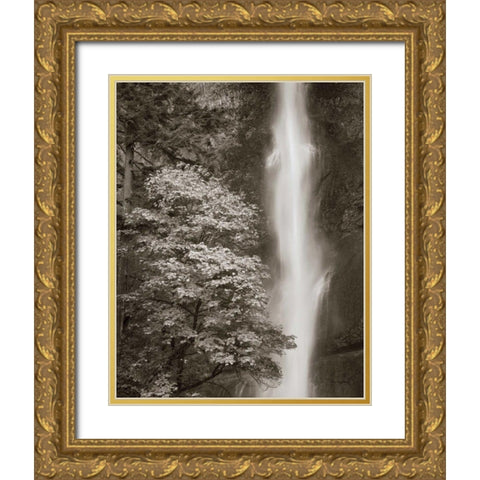 Multnomah Falls Gold Ornate Wood Framed Art Print with Double Matting by Audit, Lisa