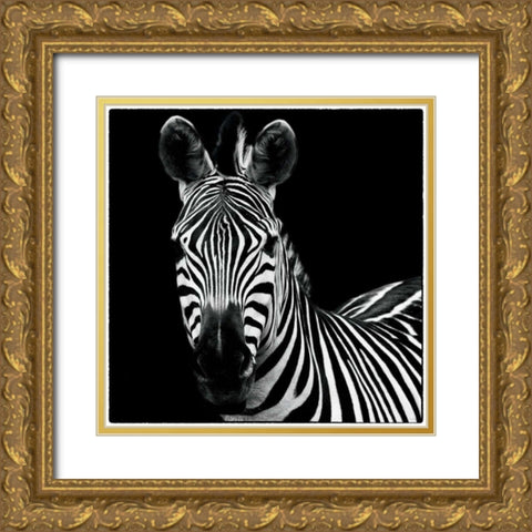 Zebra II Square Gold Ornate Wood Framed Art Print with Double Matting by Van Swearingen, Debra