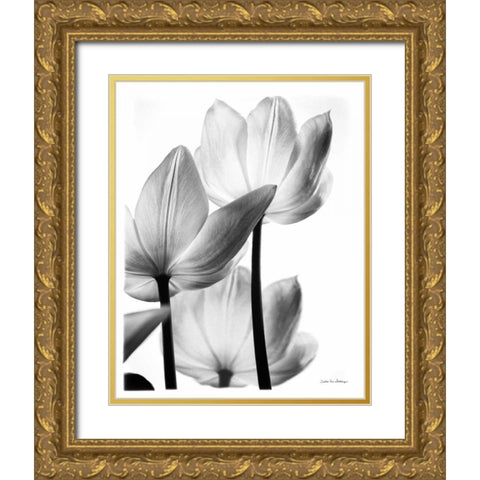 Translucent Tulips III no border Gold Ornate Wood Framed Art Print with Double Matting by Van Swearingen, Debra
