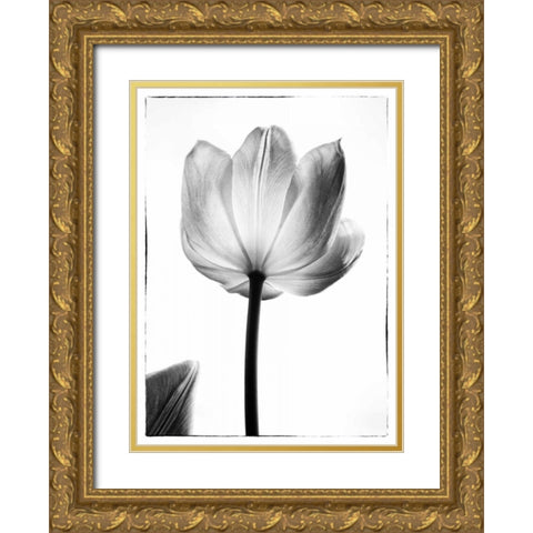 Translucent Tulips I Gold Ornate Wood Framed Art Print with Double Matting by Van Swearingen, Debra