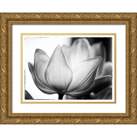 Translucent Tulips VI Gold Ornate Wood Framed Art Print with Double Matting by Van Swearingen, Debra