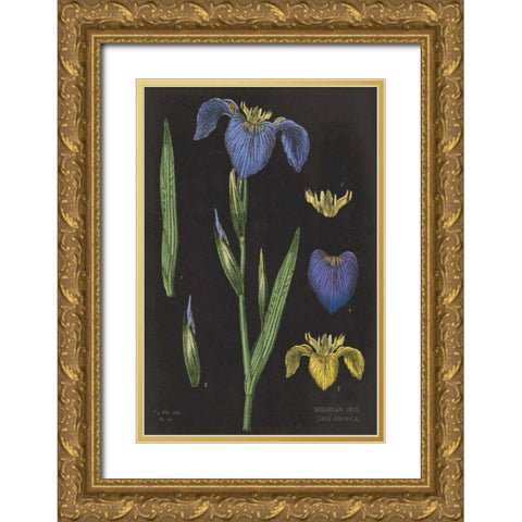 Iris Chart Gold Ornate Wood Framed Art Print with Double Matting by Schlabach, Sue