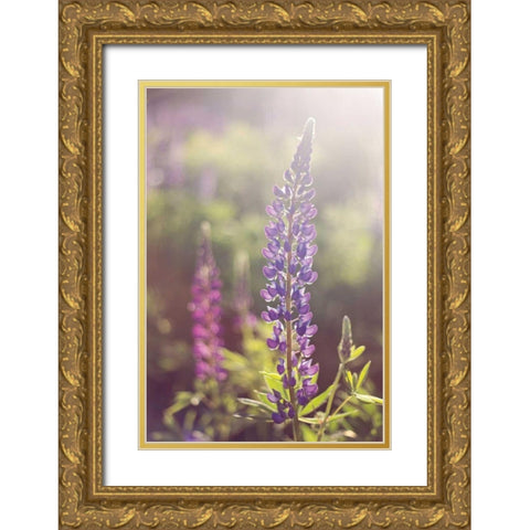 Lupine Flare Gold Ornate Wood Framed Art Print with Double Matting by Gendreau, Katherine