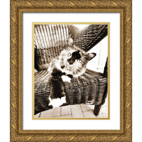 Kitty IV Gold Ornate Wood Framed Art Print with Double Matting by Dratfield, Jim