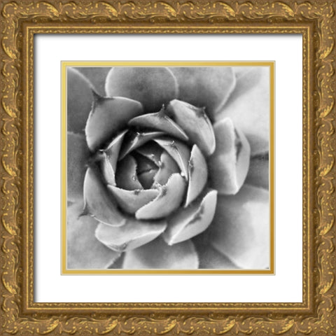 Garden Succulent II Gold Ornate Wood Framed Art Print with Double Matting by Marshall, Laura