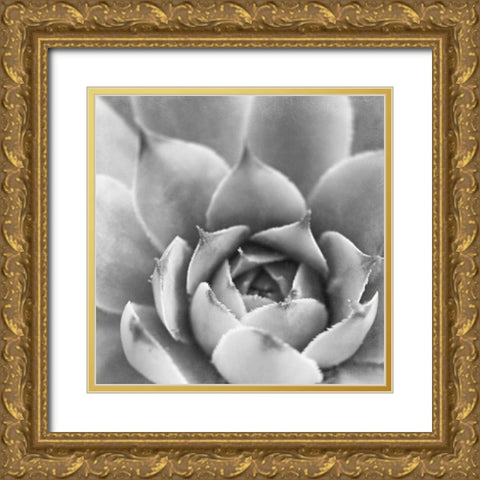 Garden Succulent III Gold Ornate Wood Framed Art Print with Double Matting by Marshall, Laura