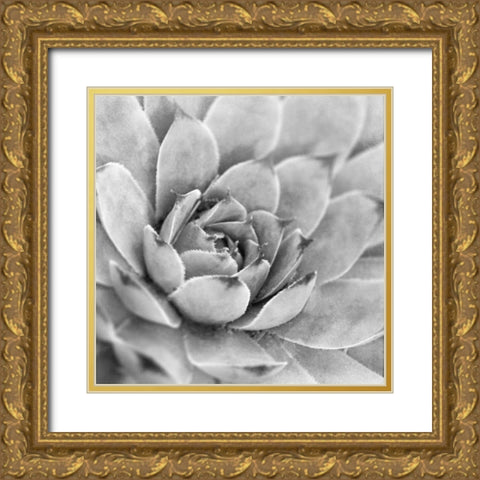Garden Succulent IV Gold Ornate Wood Framed Art Print with Double Matting by Marshall, Laura