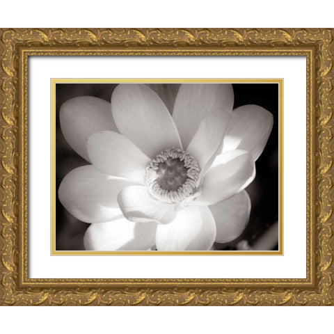 Lotus Flower V Gold Ornate Wood Framed Art Print with Double Matting by Van Swearingen, Debra