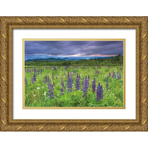Lupine Sunrise Gold Ornate Wood Framed Art Print with Double Matting by Gendreau, Katherine