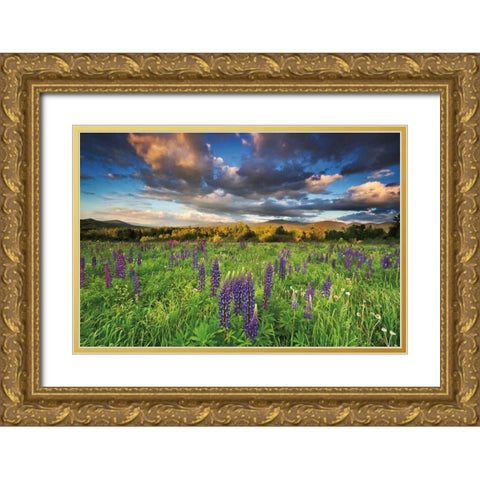 Lupine Sunset Gold Ornate Wood Framed Art Print with Double Matting by Gendreau, Katherine