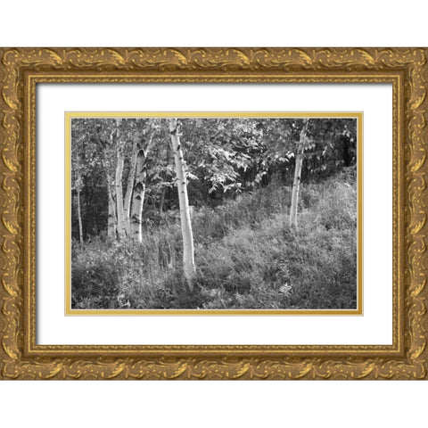 Sunlit Birches I Gold Ornate Wood Framed Art Print with Double Matting by Schlabach, Sue