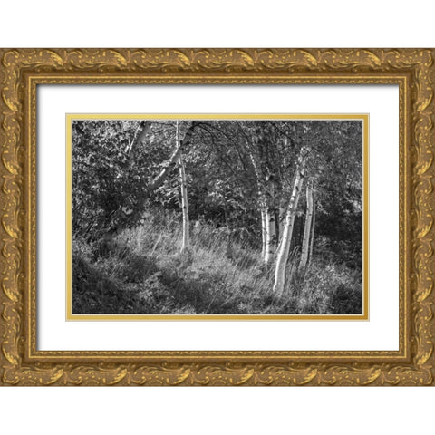 Sunlit Birches II Gold Ornate Wood Framed Art Print with Double Matting by Schlabach, Sue