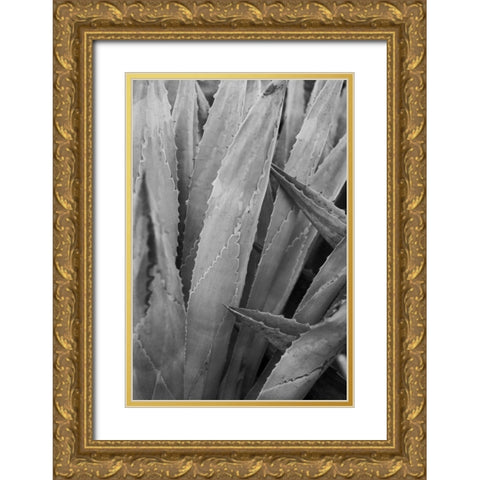 Abstract Agava II Gold Ornate Wood Framed Art Print with Double Matting by Urquhart, Elizabeth