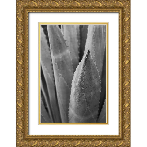 Abstract Agava III Gold Ornate Wood Framed Art Print with Double Matting by Urquhart, Elizabeth