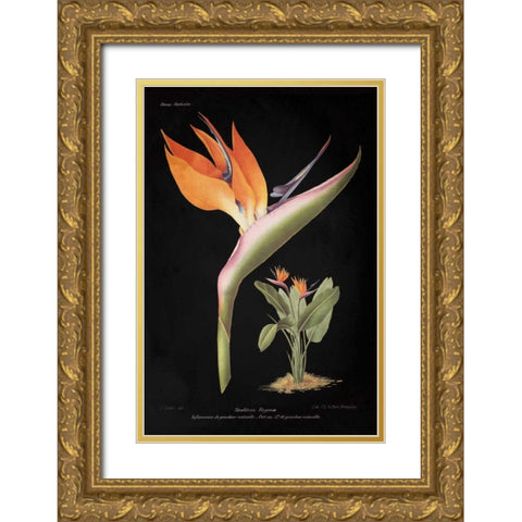 Strelitzia Reginoe on Black Gold Ornate Wood Framed Art Print with Double Matting by Wild Apple Portfolio