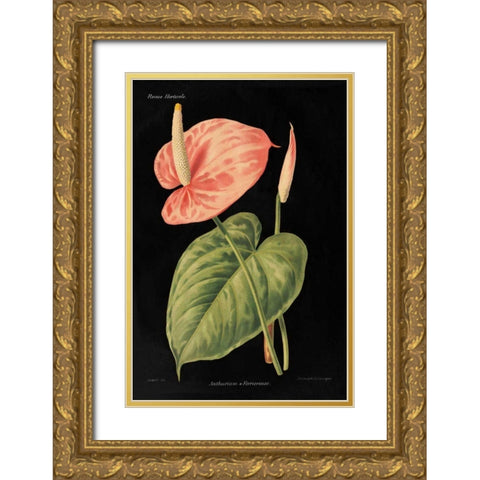 Anthurium Ferrierense on Black Gold Ornate Wood Framed Art Print with Double Matting by Wild Apple Portfolio