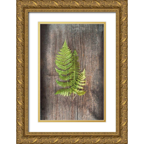 Woodland Fern III Gold Ornate Wood Framed Art Print with Double Matting by Schlabach, Sue