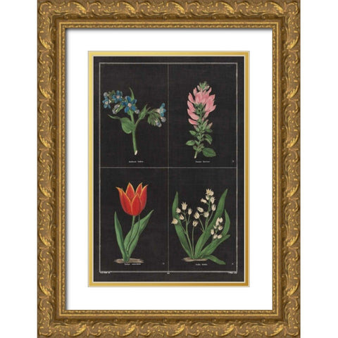 Botanical on Black Chart III Gold Ornate Wood Framed Art Print with Double Matting by Wild Apple Portfolio