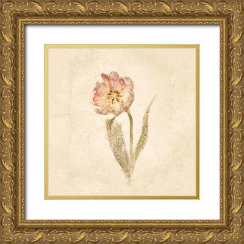 May Wonder Tulip on White Crop Gold Ornate Wood Framed Art Print with Double Matting by Blum, Cheri