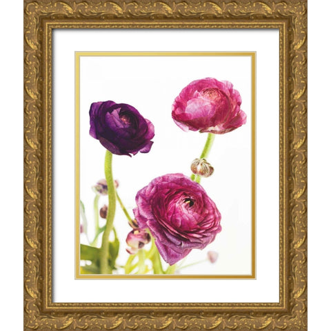 Spring Ranunculus V Gold Ornate Wood Framed Art Print with Double Matting by Marshall, Laura