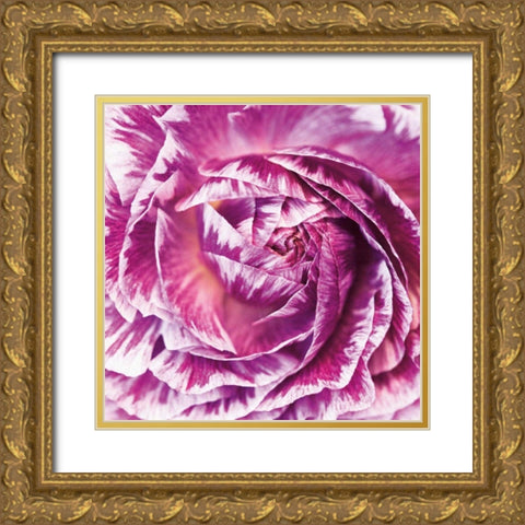 Ranunculus Abstract IV Color Gold Ornate Wood Framed Art Print with Double Matting by Marshall, Laura