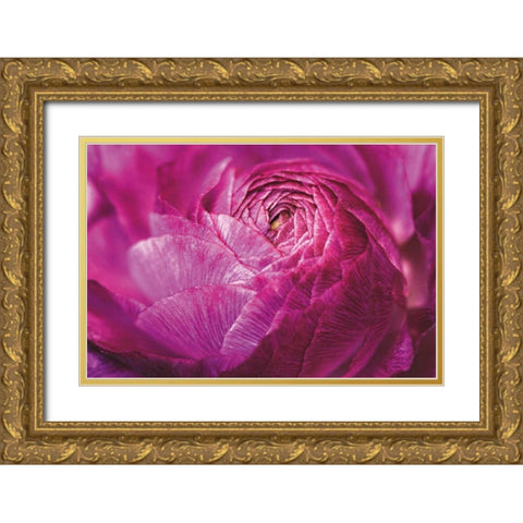 Ranunculus Abstract V Color Gold Ornate Wood Framed Art Print with Double Matting by Marshall, Laura