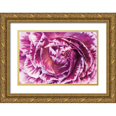Ranunculus Abstract VI Color Gold Ornate Wood Framed Art Print with Double Matting by Marshall, Laura