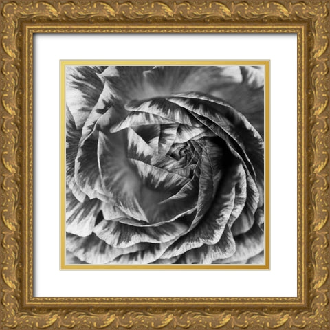 Ranunculus Abstract IV BW Gold Ornate Wood Framed Art Print with Double Matting by Marshall, Laura