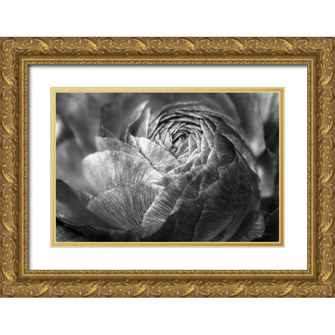 Ranunculus Abstract V BW Gold Ornate Wood Framed Art Print with Double Matting by Marshall, Laura