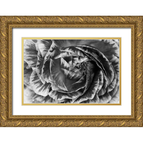 Ranunculus Abstract VI BW Gold Ornate Wood Framed Art Print with Double Matting by Marshall, Laura