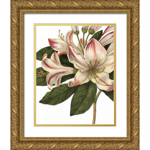 Botanique III no Words Gold Ornate Wood Framed Art Print with Double Matting by Wild Apple Portfolio