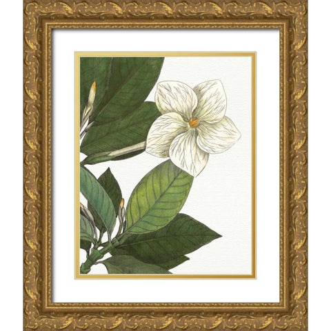 Botanique Bleu III  on White no Words Gold Ornate Wood Framed Art Print with Double Matting by Wild Apple Portfolio