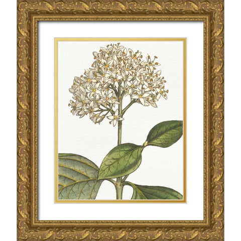 Botanique Bleu IV on White no Words Gold Ornate Wood Framed Art Print with Double Matting by Wild Apple Portfolio