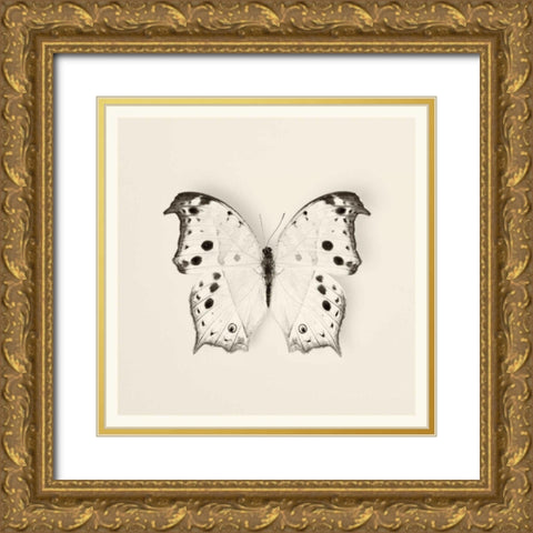 Butterfly IV BW Crop Gold Ornate Wood Framed Art Print with Double Matting by Van Swearingen, Debra