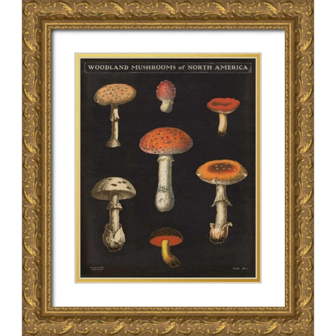 Mushroom Chart III Gold Ornate Wood Framed Art Print with Double Matting by Wild Apple Portfolio